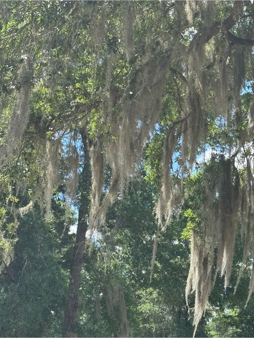 Spanish Moss Wall Art Print - Natural Gray Home Accent